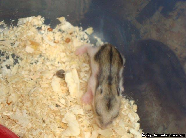 http://lucky-hamster.my1.ru/_fr/10/8749506.jpg