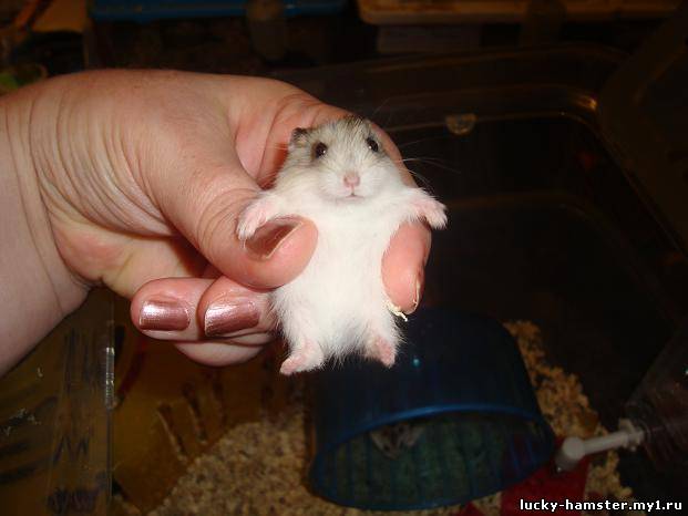 http://lucky-hamster.my1.ru/_fr/17/7316949.jpg