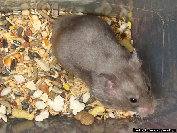 http://lucky-hamster.my1.ru/_fr/23/9541867.jpg