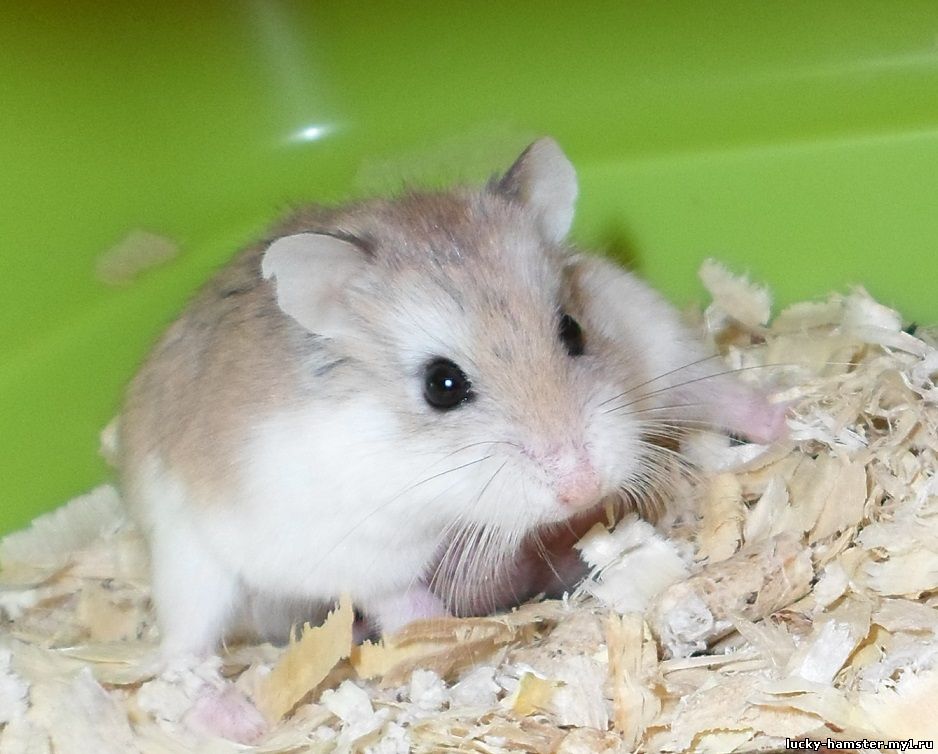http://lucky-hamster.my1.ru/_fr/25/0243804.jpg
