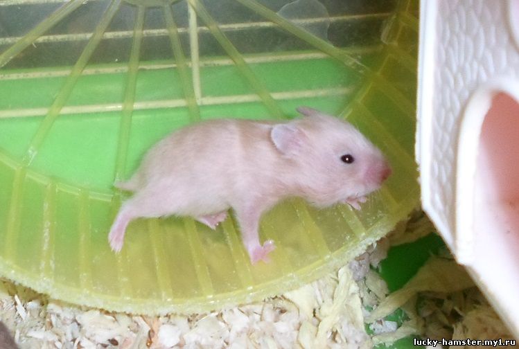 http://lucky-hamster.my1.ru/_fr/25/0732938.jpg