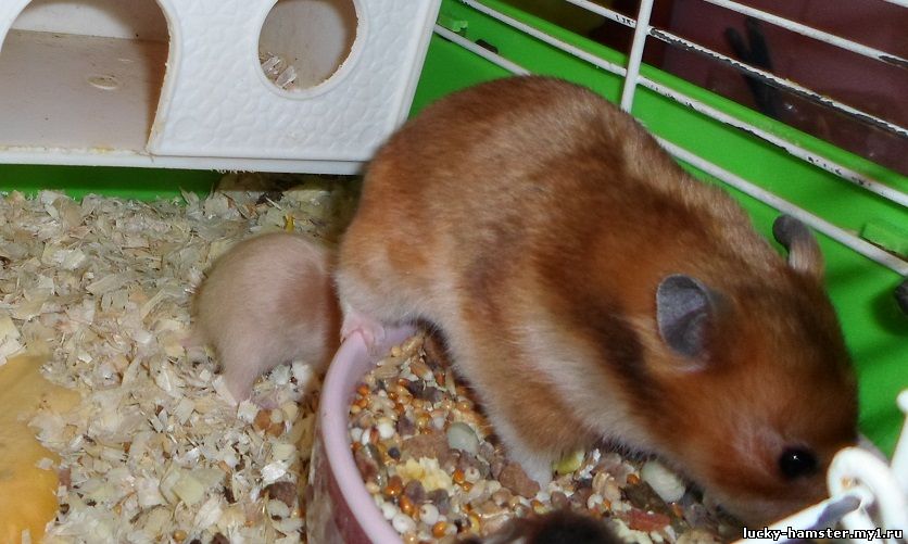 http://lucky-hamster.my1.ru/_fr/25/1805097.jpg