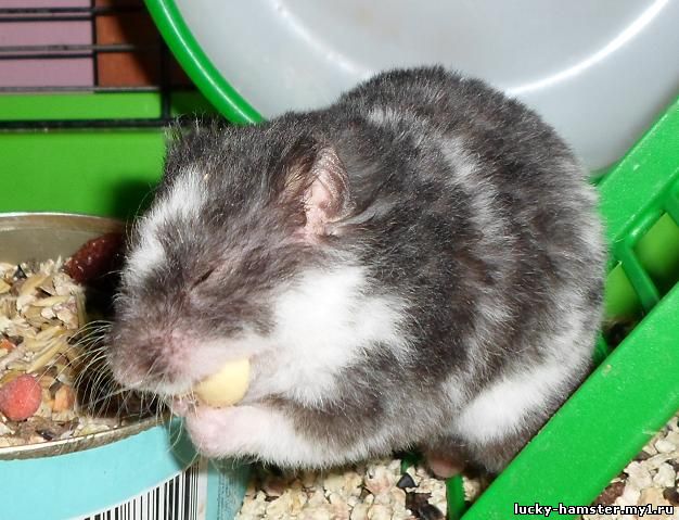 http://lucky-hamster.my1.ru/_fr/8/0228370.jpg