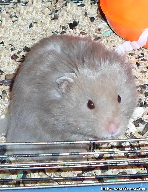 http://lucky-hamster.my1.ru/_fr/8/0438366.jpg