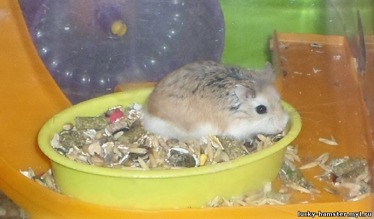 http://lucky-hamster.my1.ru/_fr/8/0817036.jpg