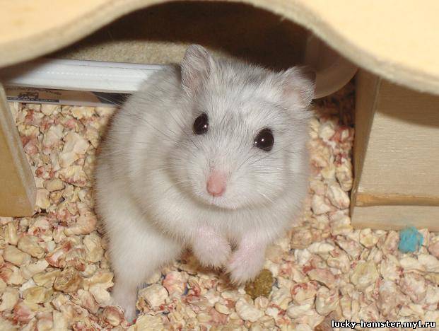http://lucky-hamster.my1.ru/_fr/8/1044028.jpg