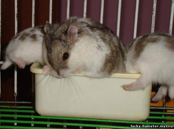 http://lucky-hamster.my1.ru/_fr/8/3895790.jpg