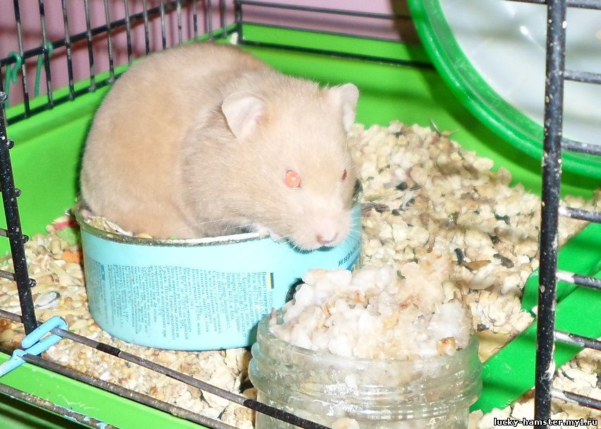http://lucky-hamster.my1.ru/_fr/8/3985448.jpg