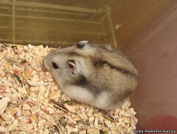 http://lucky-hamster.my1.ru/_fr/8/4263340.jpg