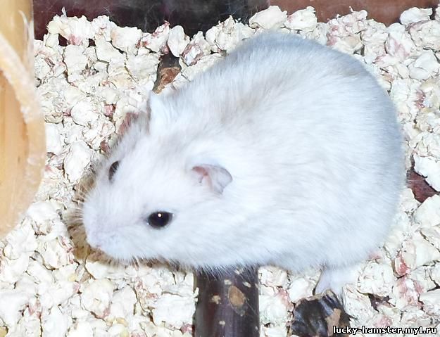 http://lucky-hamster.my1.ru/_fr/8/4450185.jpg