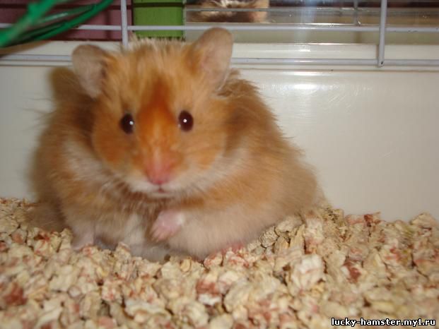 http://lucky-hamster.my1.ru/_fr/8/7700103.jpg