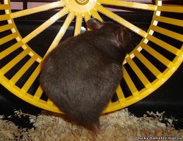 http://lucky-hamster.my1.ru/_fr/8/7869763.jpg