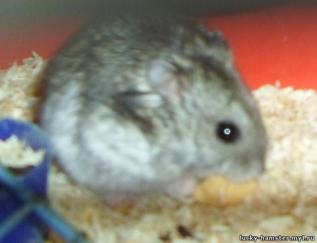 http://lucky-hamster.my1.ru/_fr/8/8166182.jpg