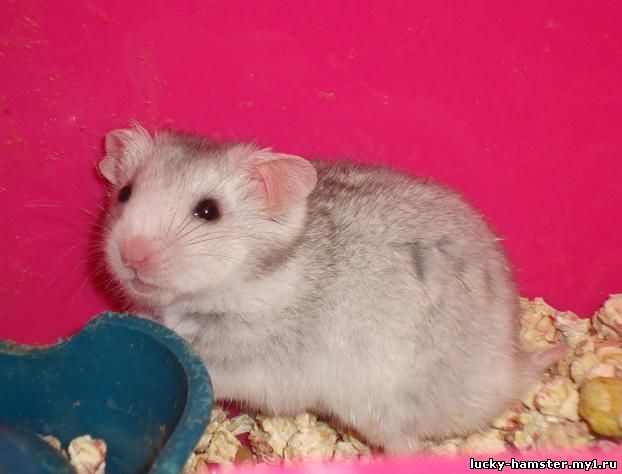 http://lucky-hamster.my1.ru/_fr/8/8405403.jpg