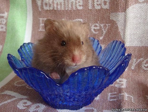 http://lucky-hamster.my1.ru/_fr/8/8859880.jpg