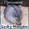 Питомник Lucky Hamster